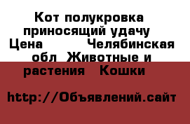 Кот полукровка, приносящий удачу › Цена ­ 100 - Челябинская обл. Животные и растения » Кошки   